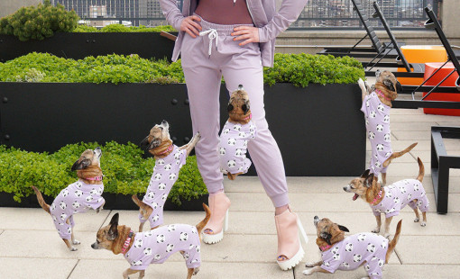 Bianca Jade (girl in sweatsuit) stands with seven cloned versions of her chihuahua, Frida. They are jumping all over her.